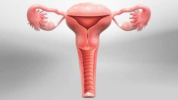 Hysterectomy (Uterus Removal)
