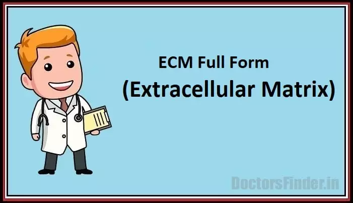 Extracellular Matrix