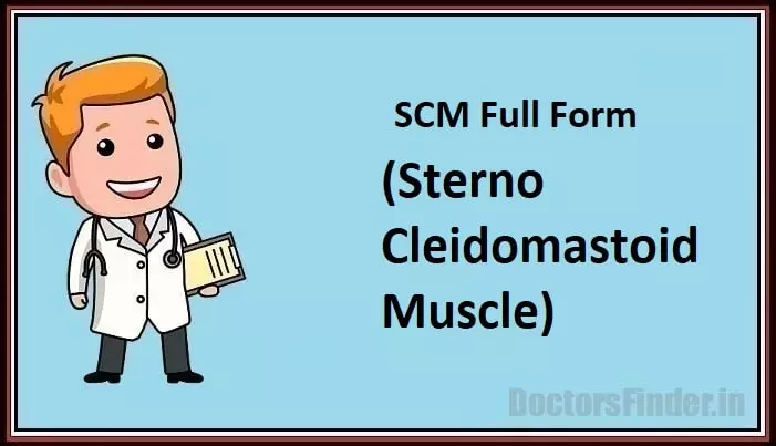 Sternocleidomastoid Muscle