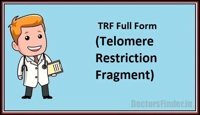 Telomere Restriction Fragment