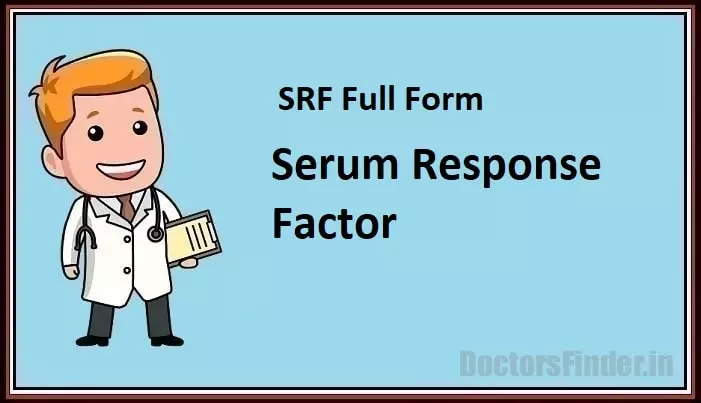 Serum Response Factor