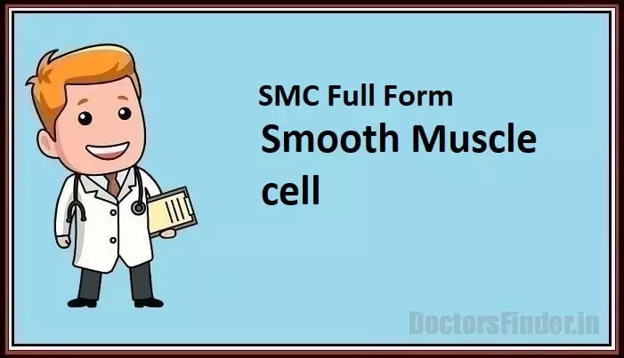 Smooth Muscle cell